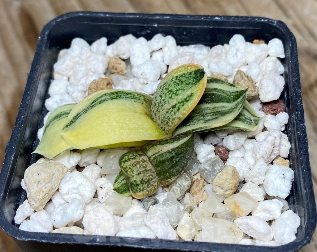 SHPR13156 Gasteria glomerata hybrid f.variegata