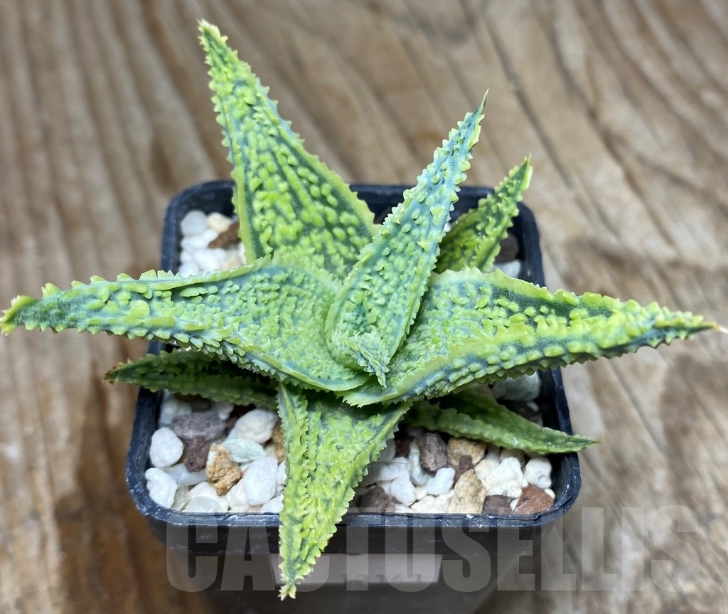 SHPR13161 Aloe hybrid - Image 2