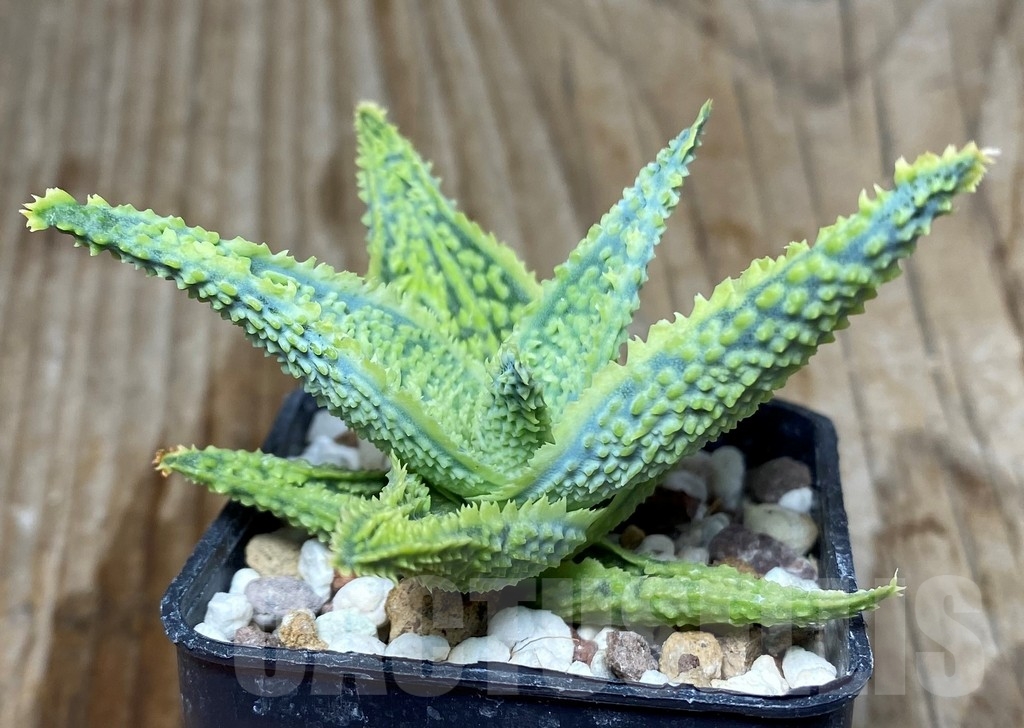 SHPR13161 Aloe hybrid
