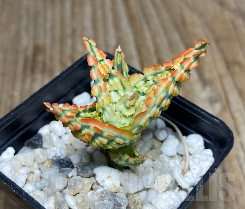 SHPR12116 Aloe TCT hybrid - Obrázek 2