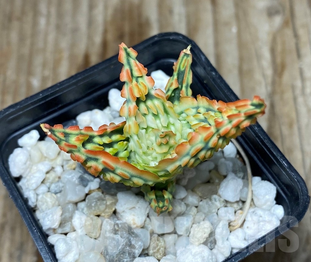 SHPR12116 Aloe TCT hybrid