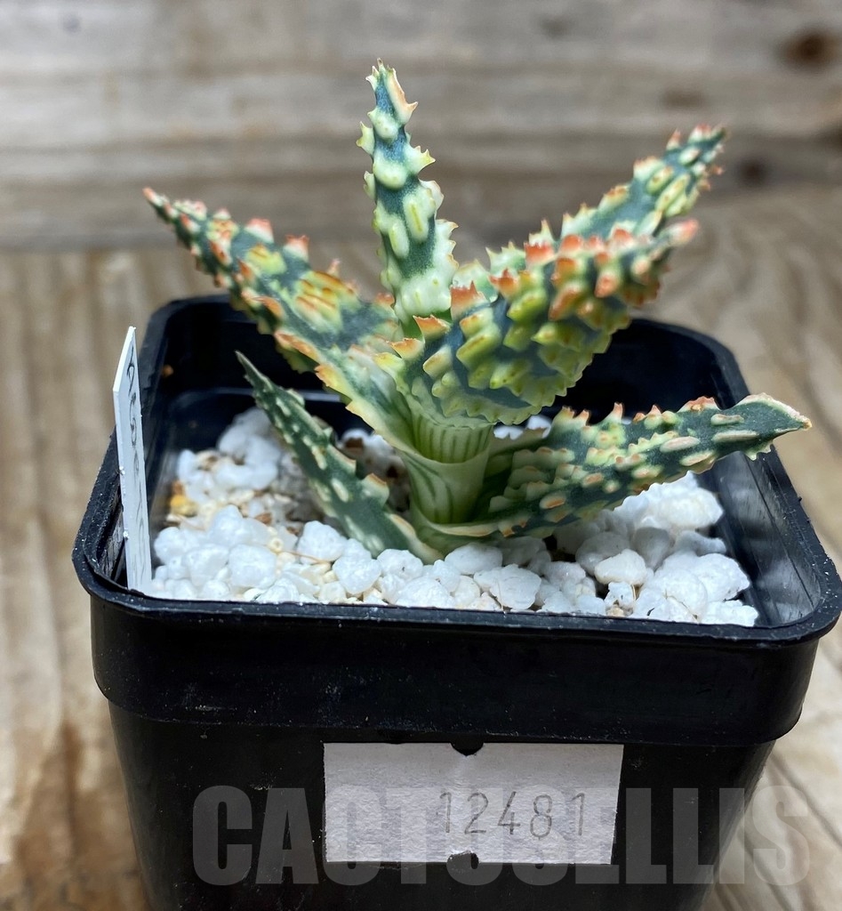 SHPR12481 Aloe TCT hybrid 51 - Obrázek 2