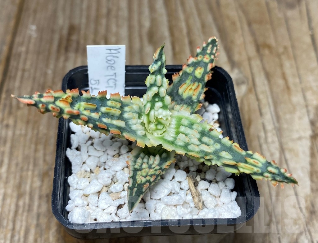 SHPR12481 Aloe TCT hybrid 51