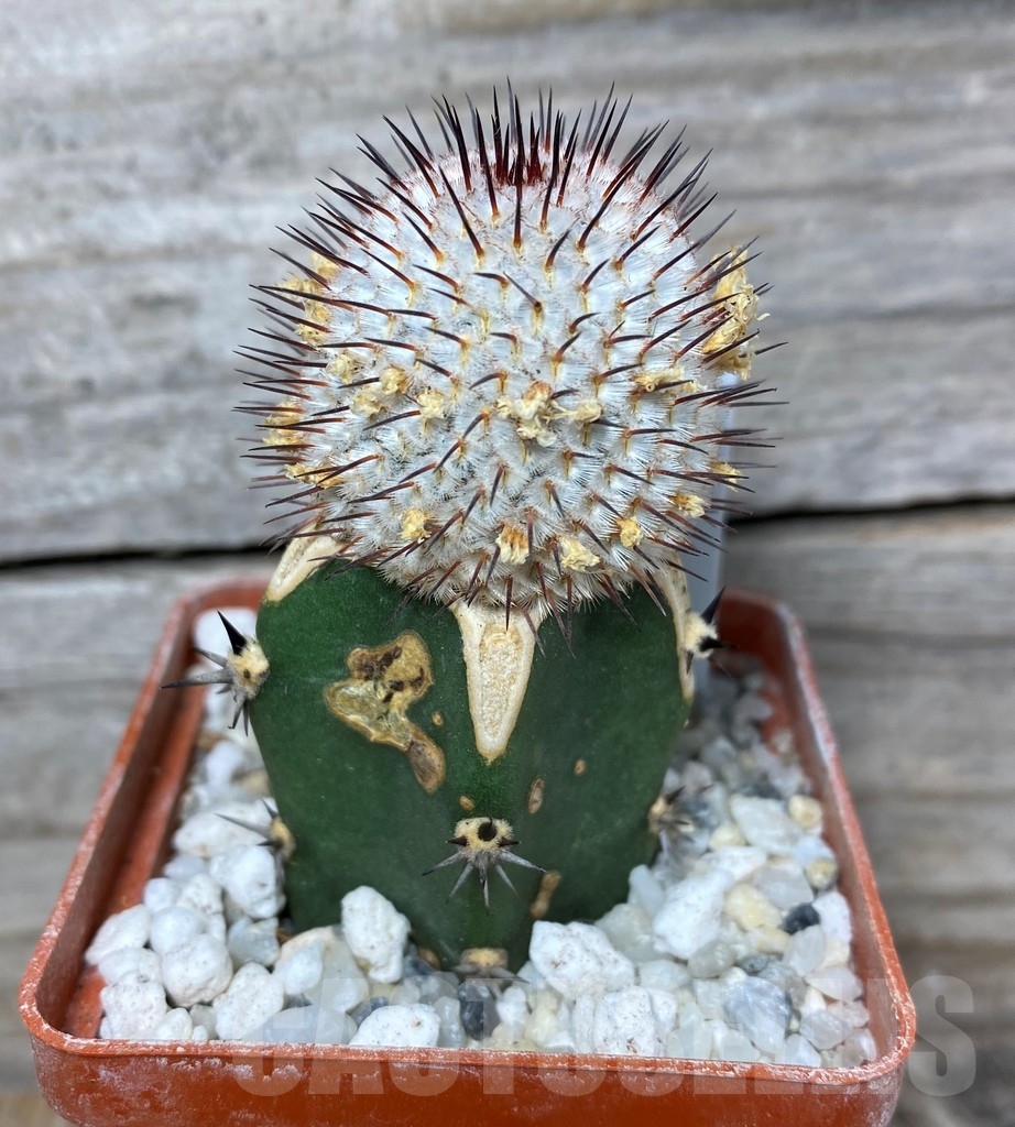 SHPR13194 Mammillaria perezdelarosae subs. andersoniana , grafted - Image 2