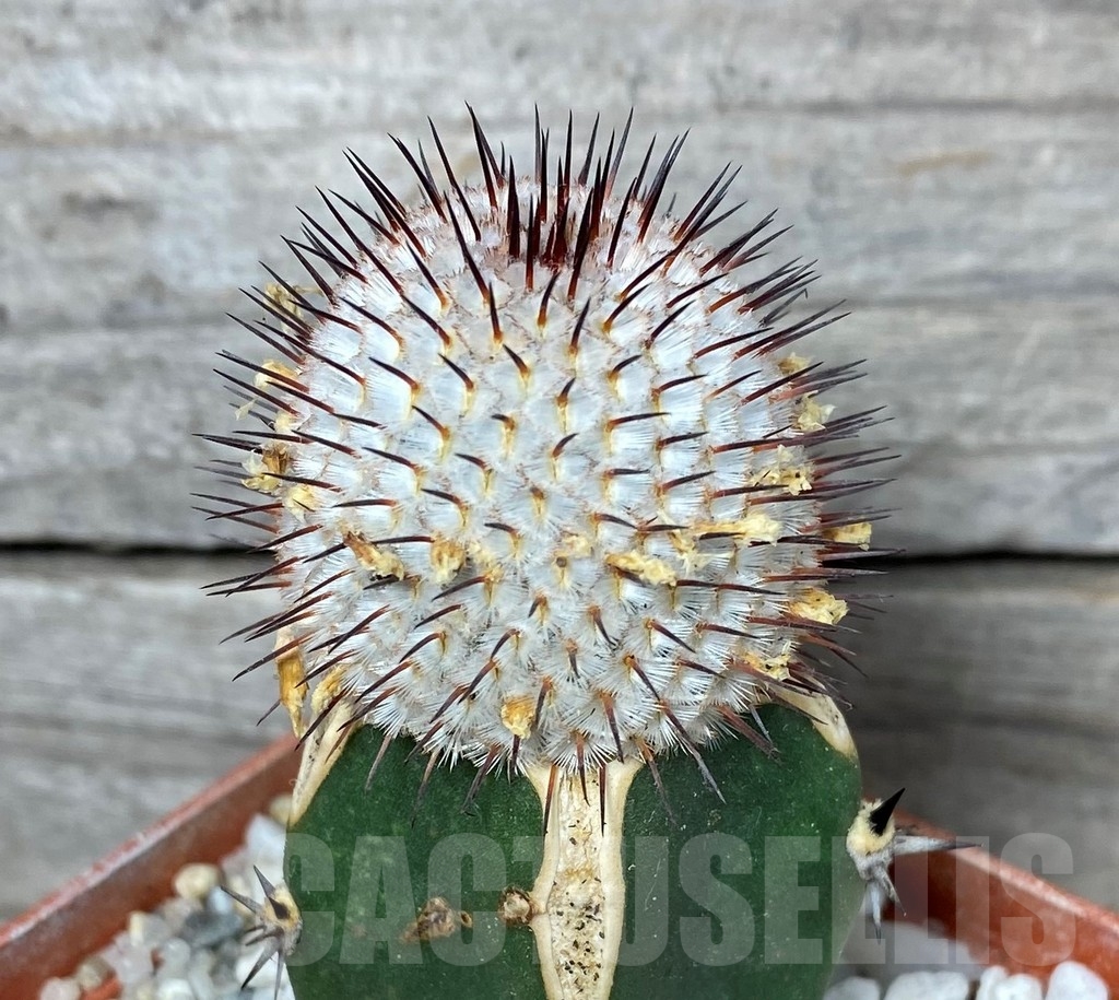 SHPR13194 Mammillaria perezdelarosae subs. andersoniana , grafted