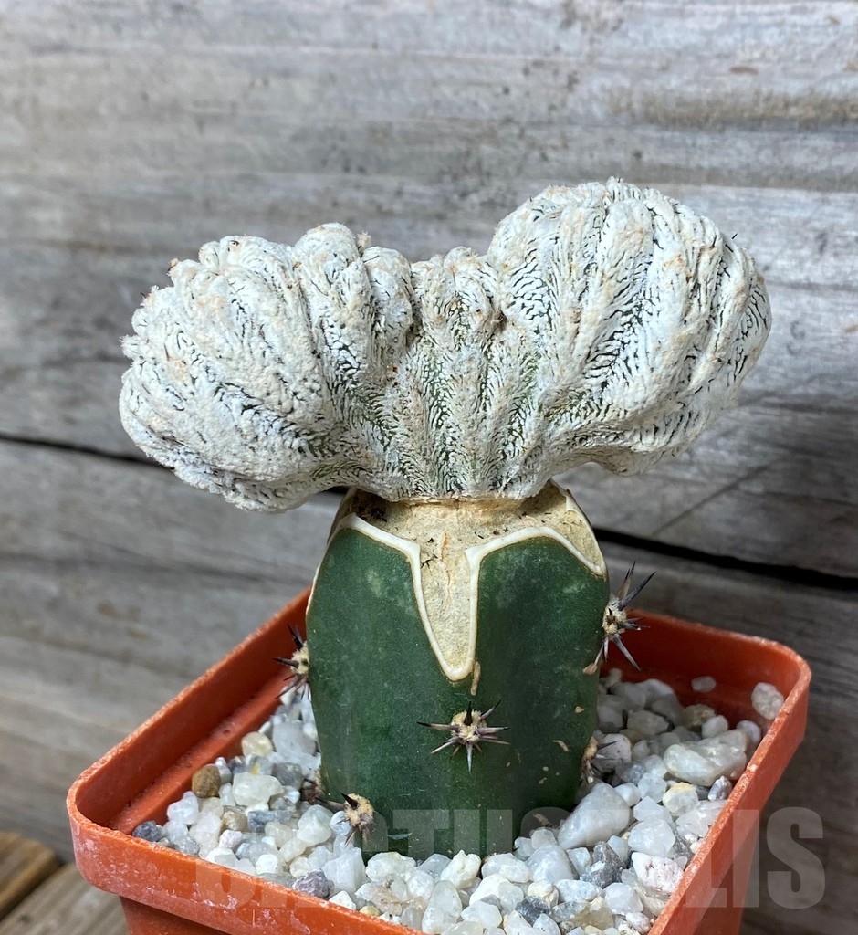 SHPR13193 Astrophytum myriostigma 'Onzuka' f. cristata , grafted - Image 2