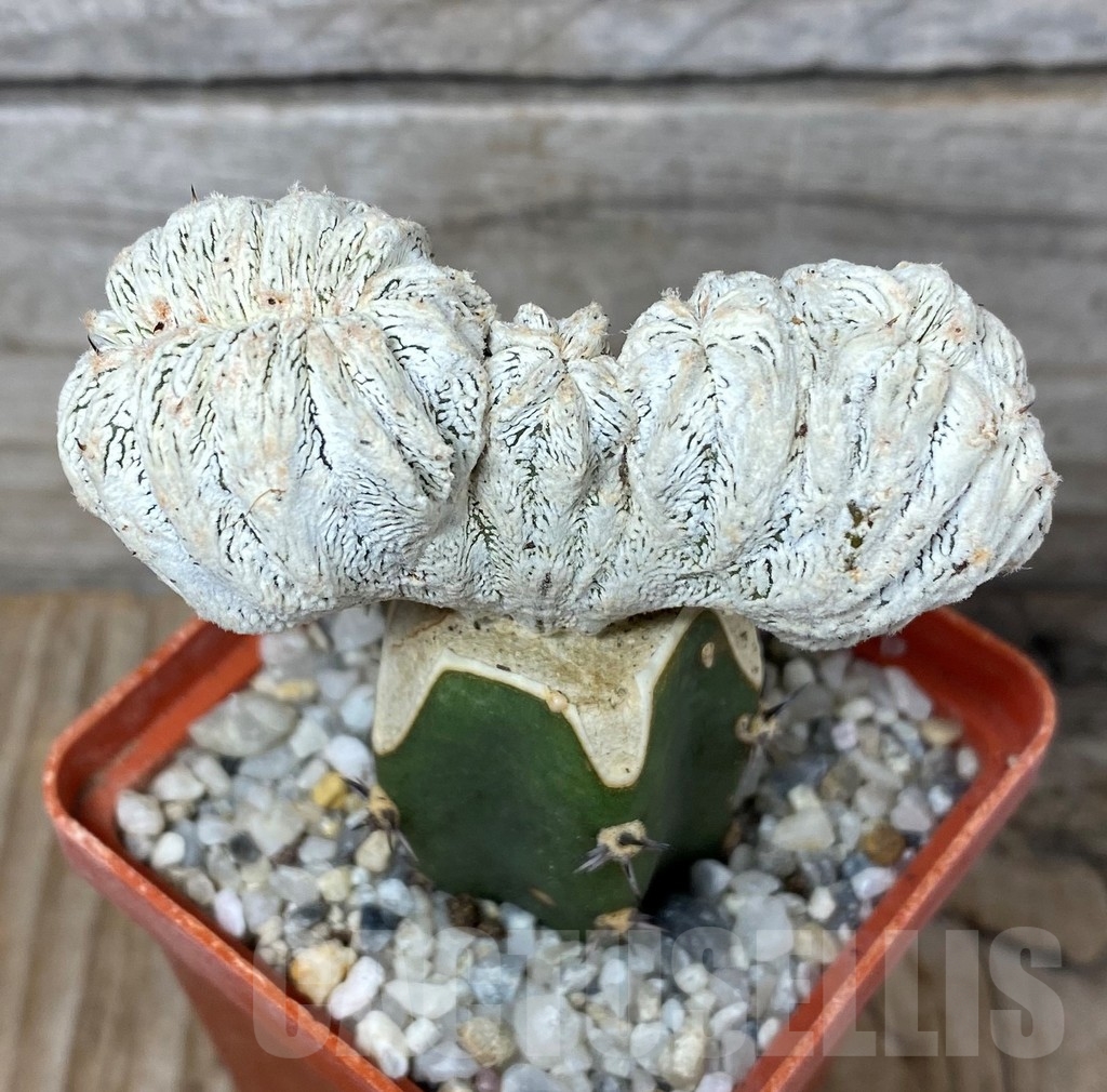 SHPR13193 Astrophytum myriostigma 'Onzuka' f. cristata , grafted