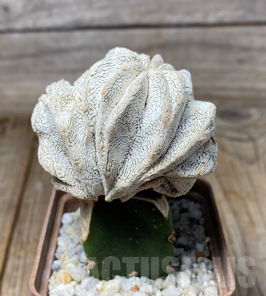 SHPR13192 Astrophytum myriostigma 'Onzuka' f. cristata , grafted - Image 2