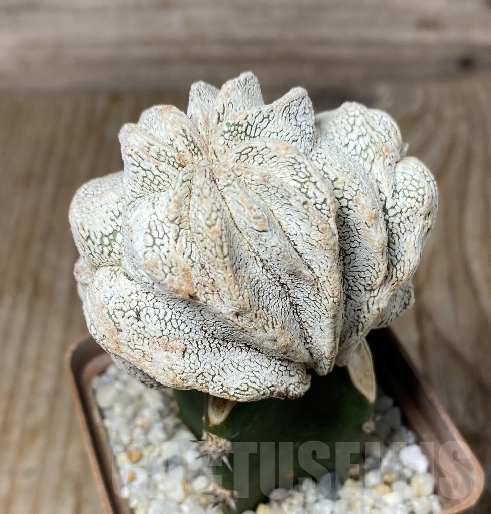 SHPR13192 Astrophytum myriostigma 'Onzuka' f. cristata , grafted