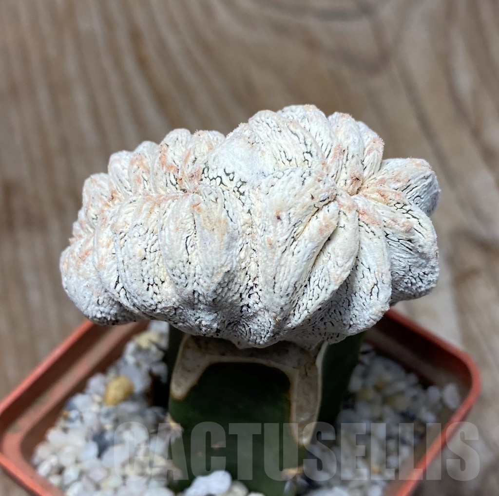 SHPR13191 Astrophytum myriostigma 'Onzuka' f. cristata , grafted