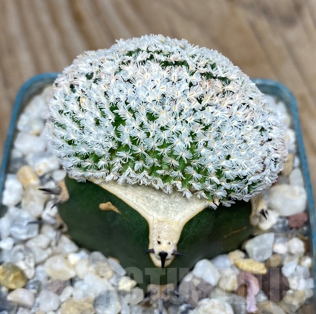SHPR13190 Mammillaria sanchez-mejoradae f. cristata , grafted
