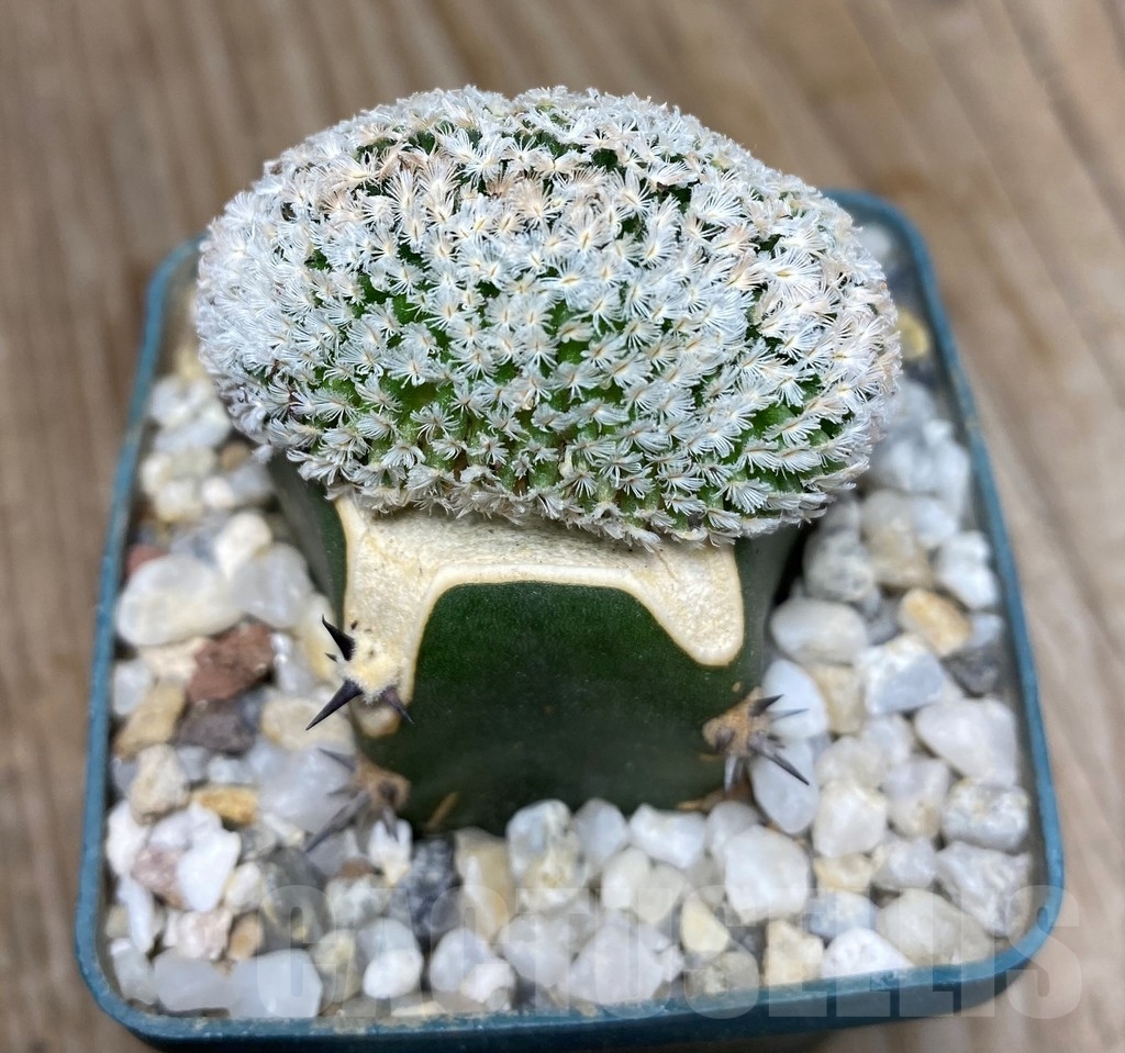 SHPR13190 Mammillaria sanchez-mejoradae f. cristata , grafted - Obrázek 2