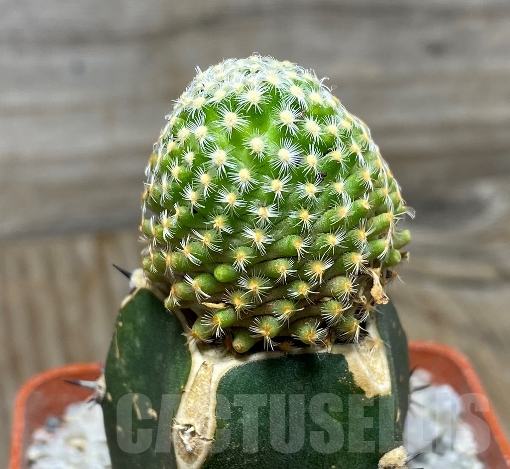 SHPR13188 Mammillaria goldii , grafted