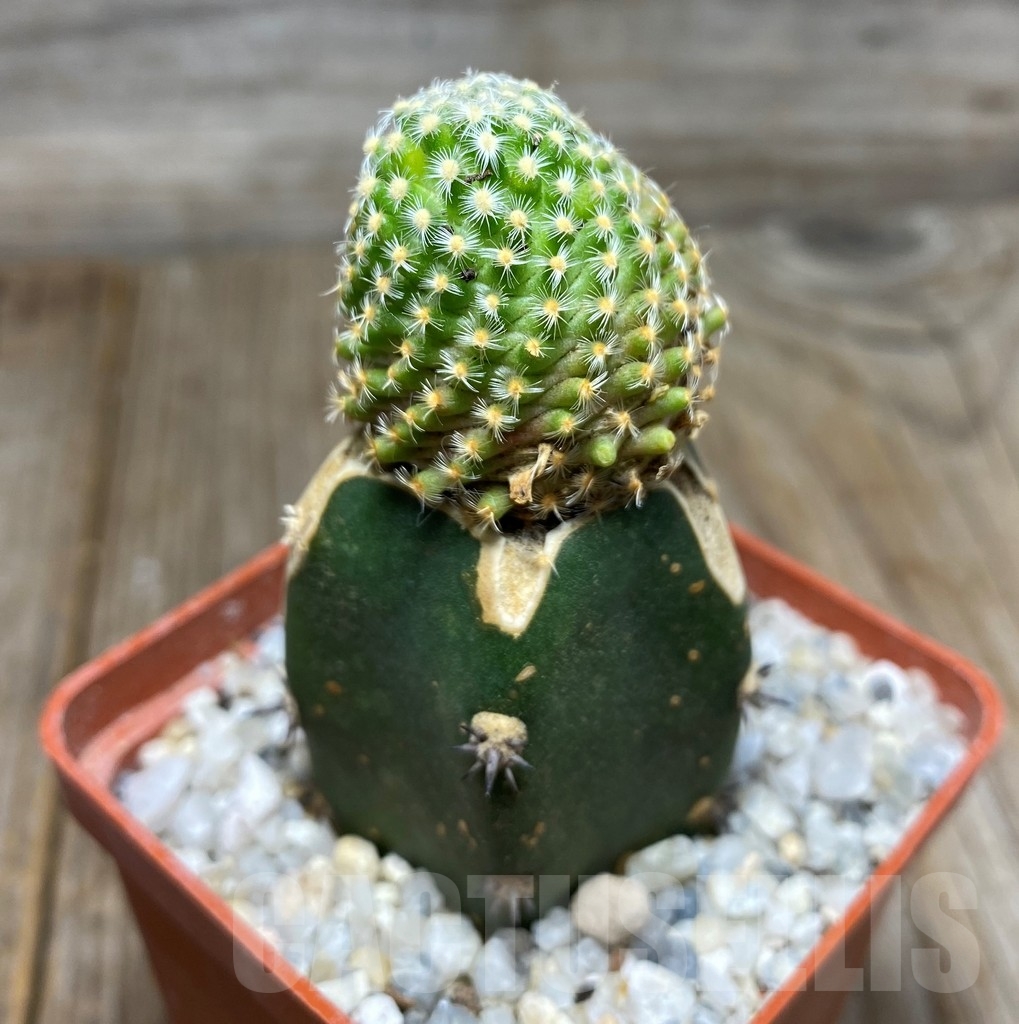 SHPR13188 Mammillaria goldii , grafted - Зображення 2