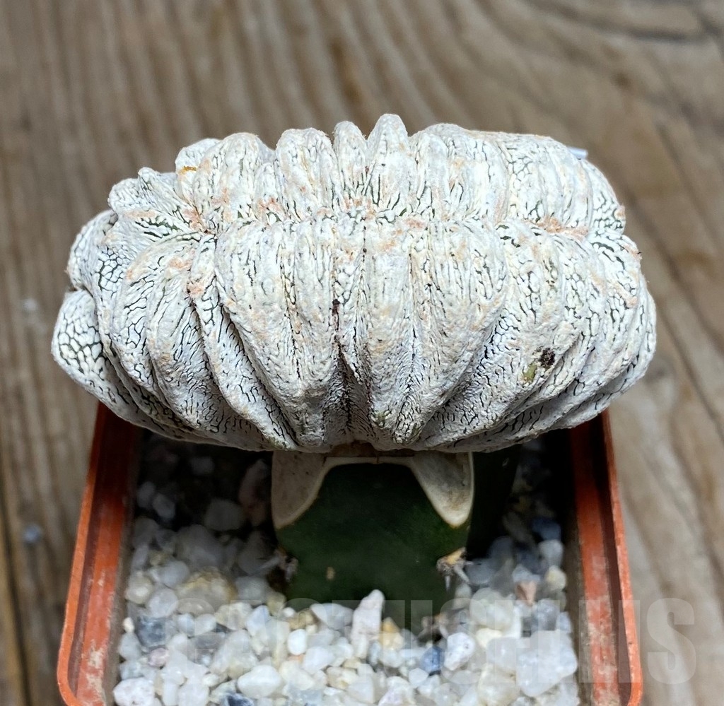 SHPR13186 Astrophytum myriostigma 'Onzuka' f. cristata , grafted