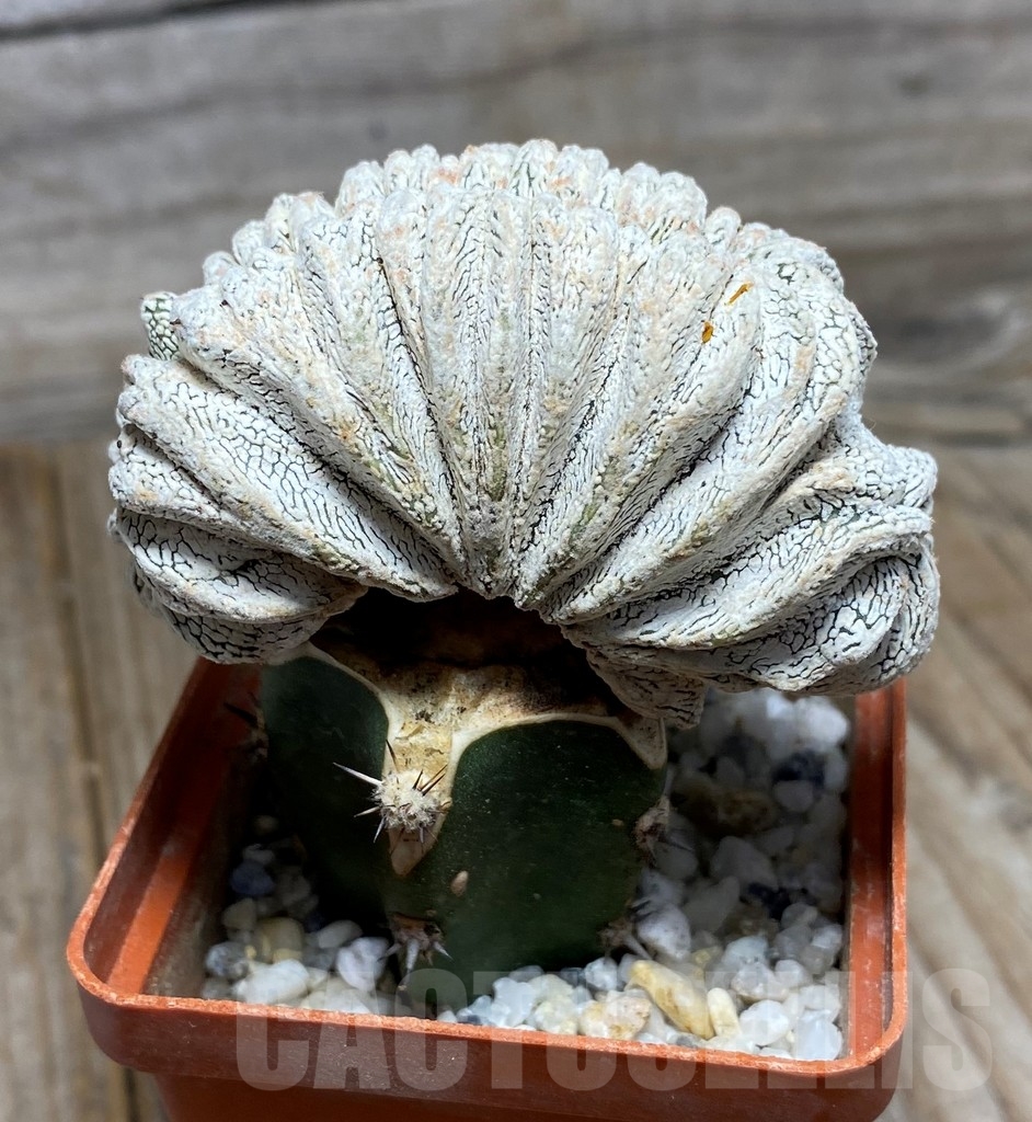 SHPR13186 Astrophytum myriostigma 'Onzuka' f. cristata , grafted - immagine 2