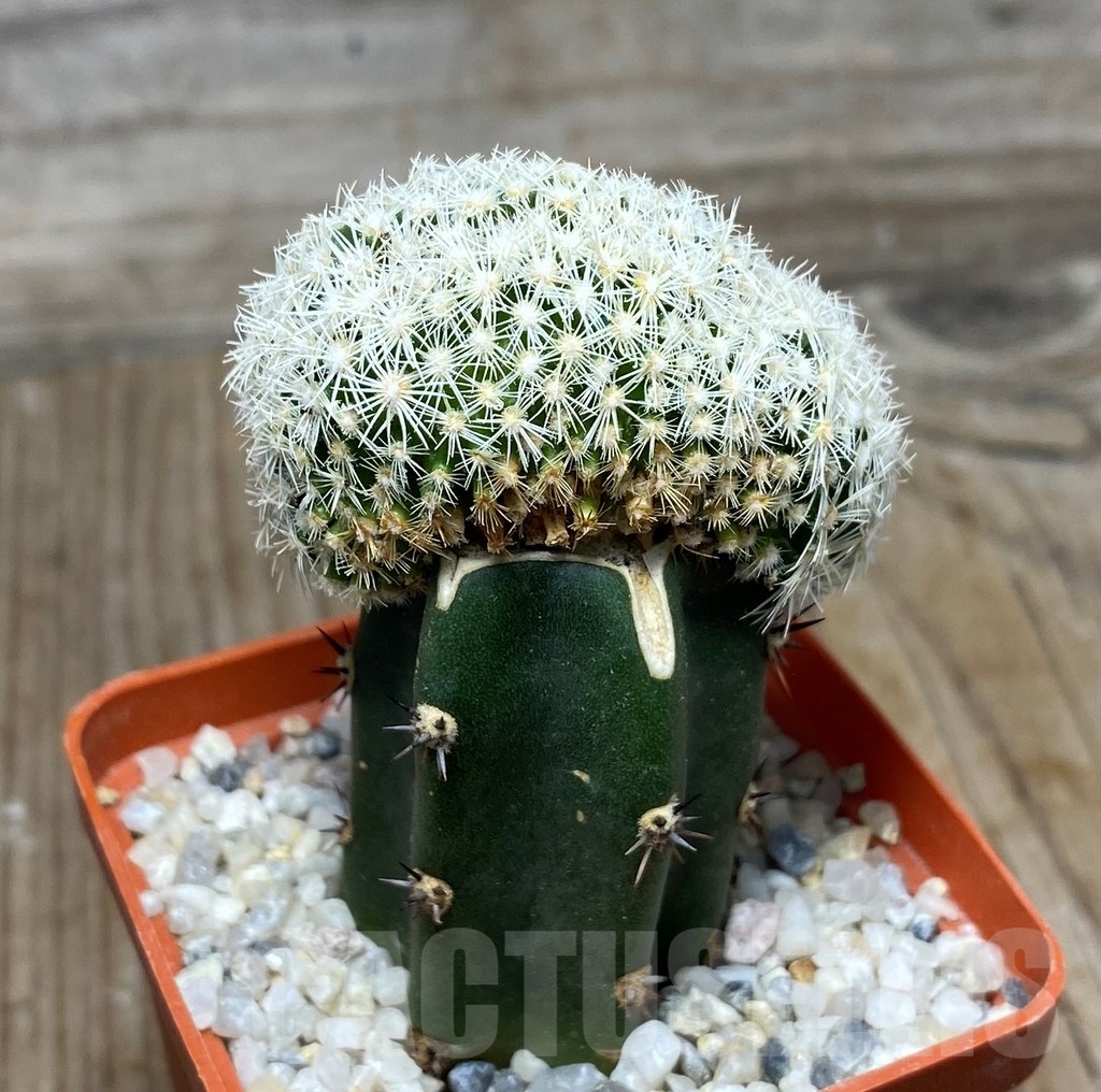SHPR13184 Coryphantha palmeri f. cristata , grafted - immagine 2