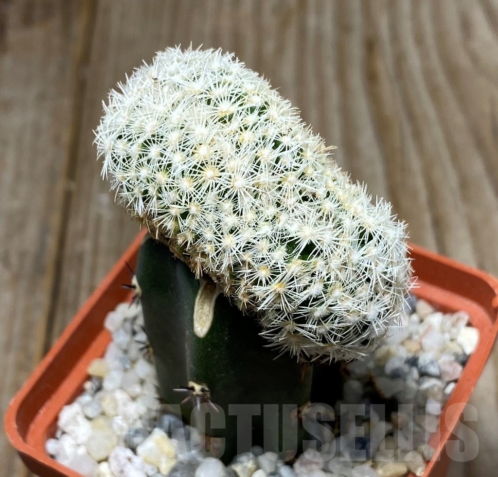 SHPR13184 Coryphantha palmeri f. cristata , grafted