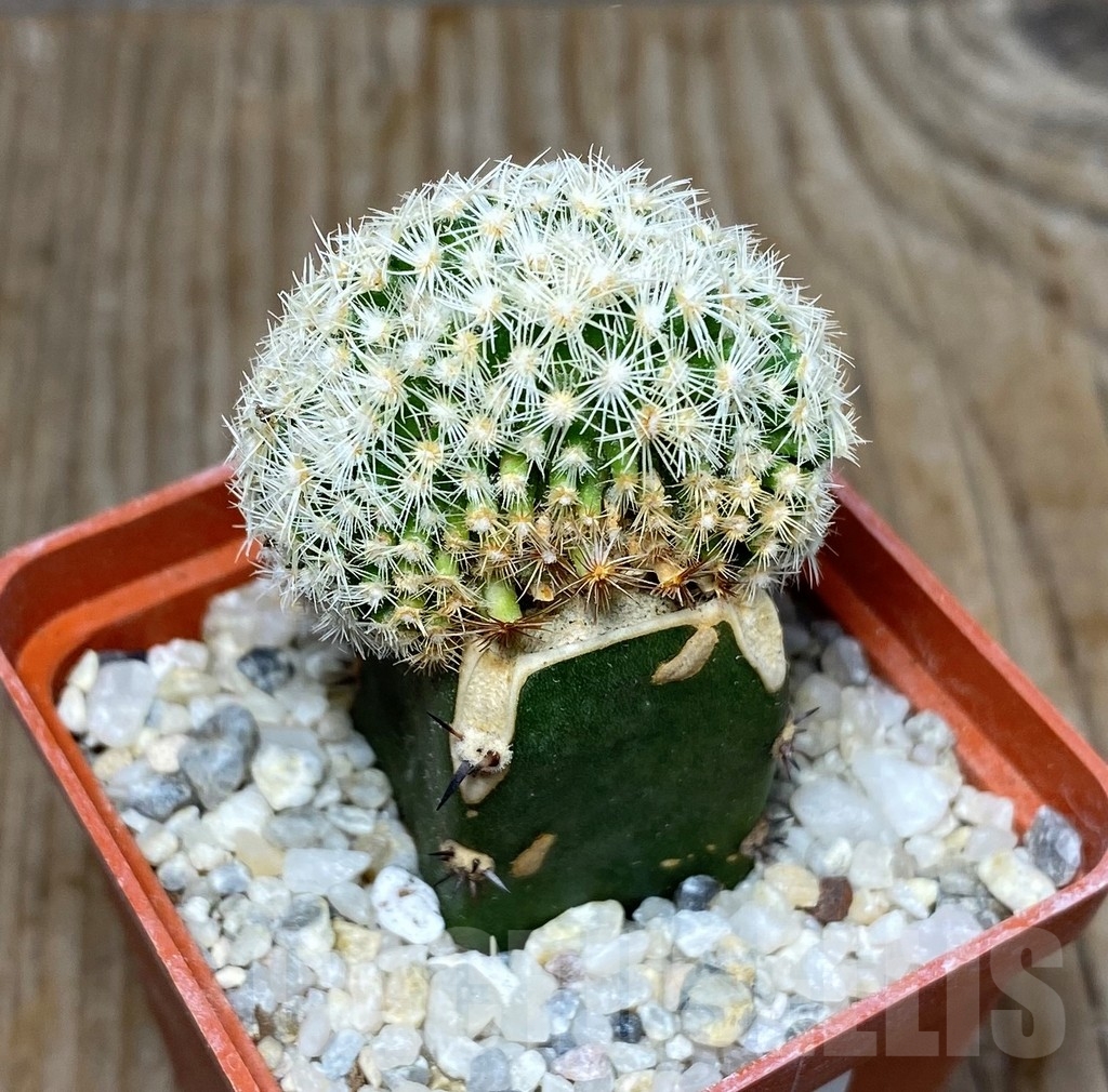 SHPR13183 Coryphantha palmeri f. cristata , grafted