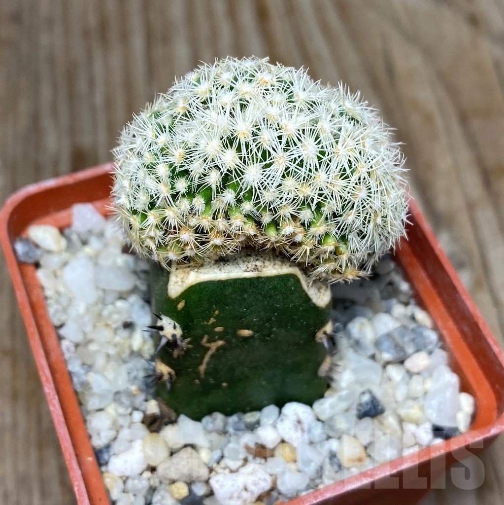 SHPR13183 Coryphantha palmeri f. cristata , grafted - immagine 2