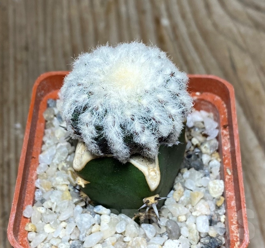 SHPR13178 Discocactus horstii , grafted