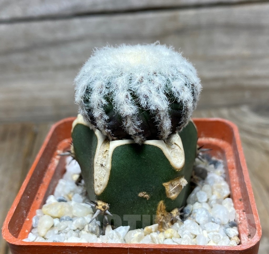 SHPR13178 Discocactus horstii , grafted – Bild 2