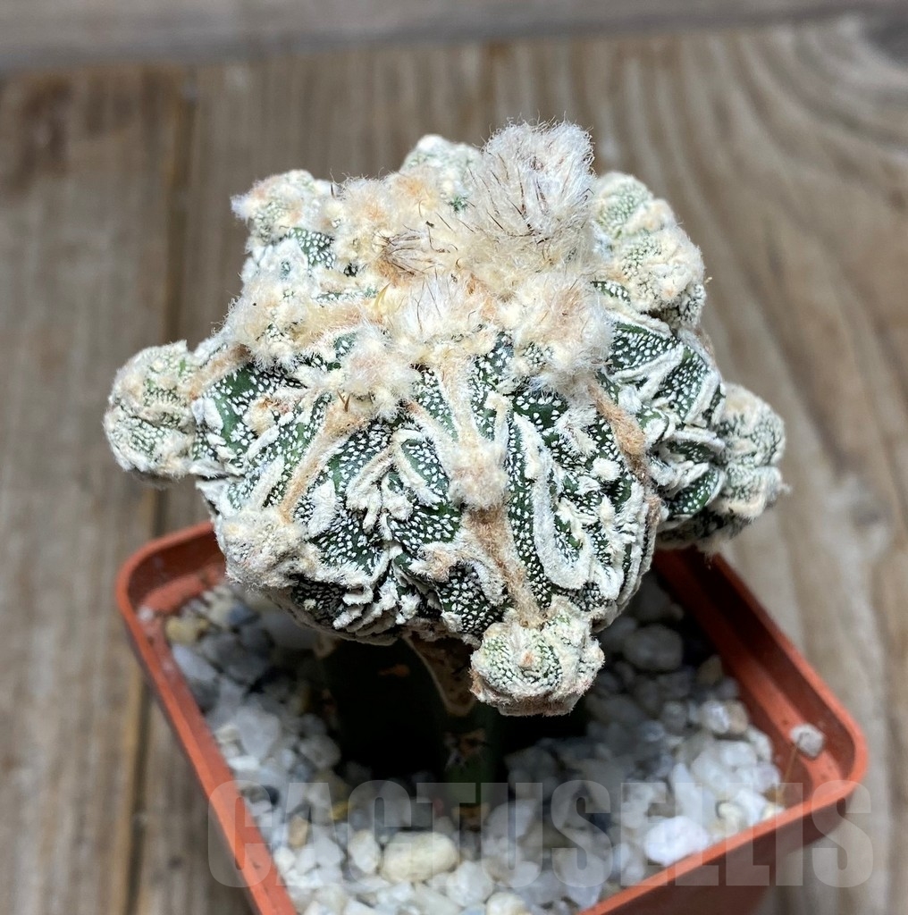 SHPR13176 Astrophytum myriostigma 'Fukuryu' , grafted