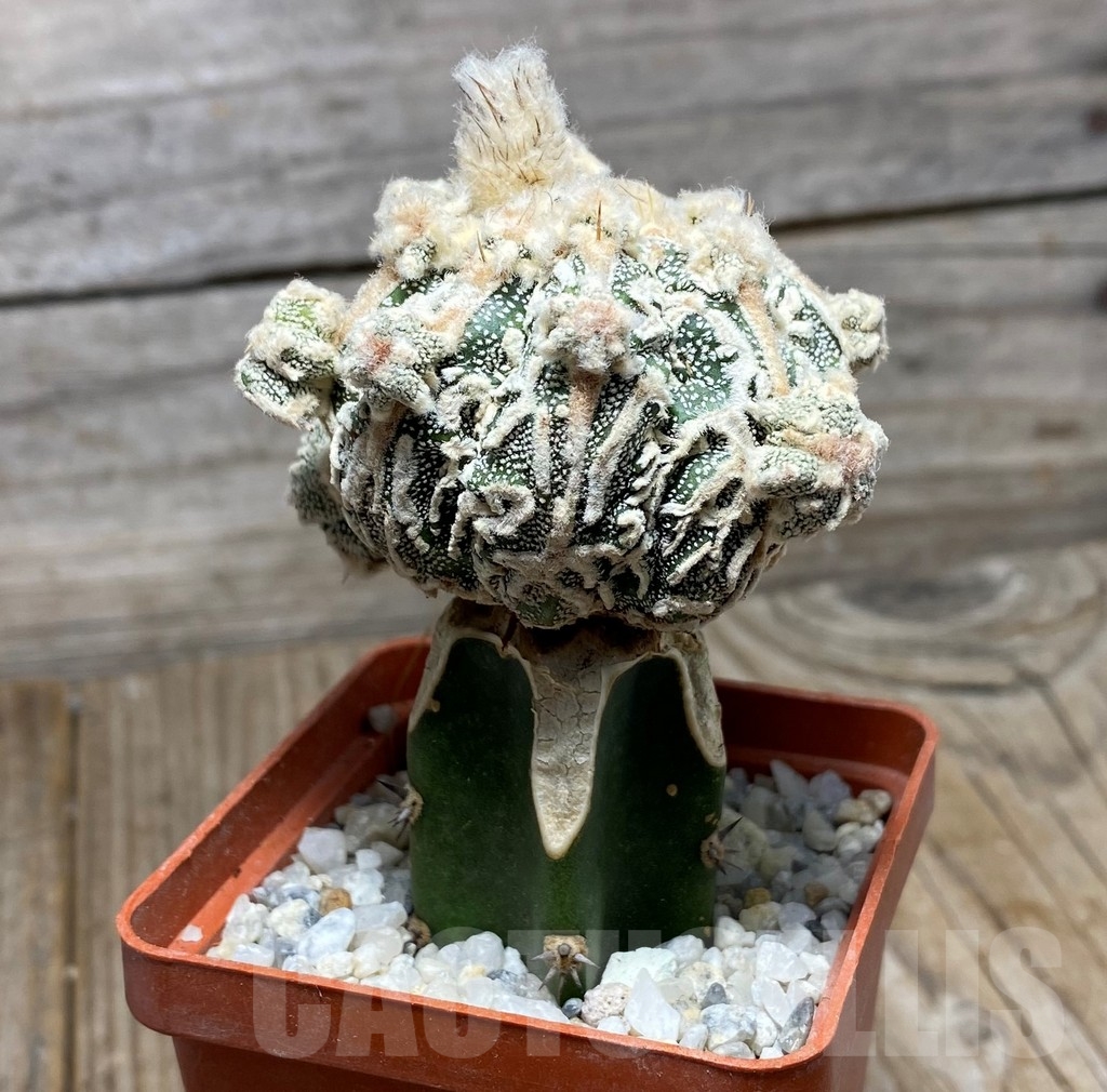 SHPR13176 Astrophytum myriostigma 'Fukuryu' , grafted - Image 2