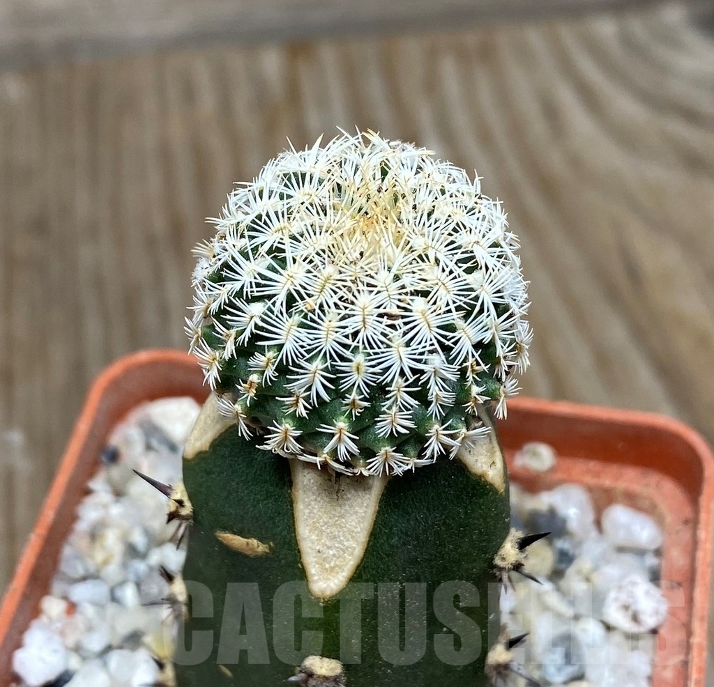 SHPR13174 Turbinicarpus mombergeri , grafted