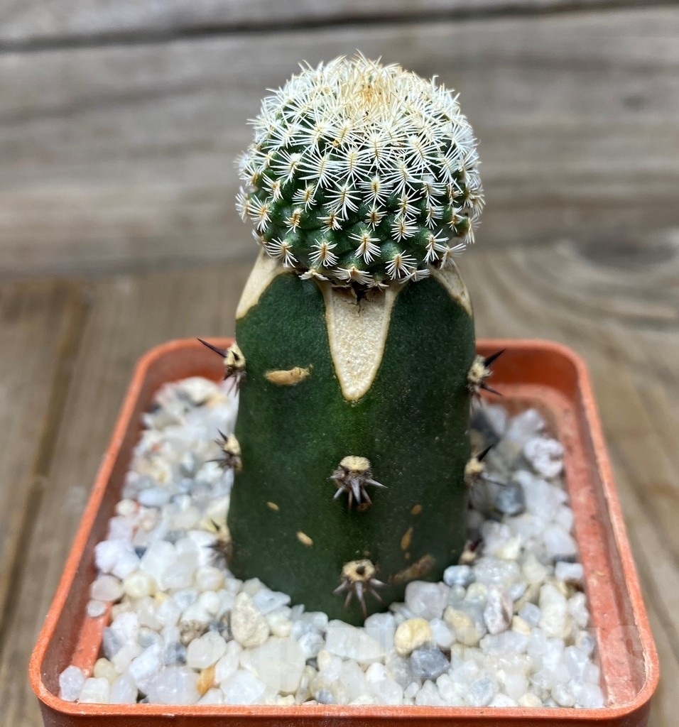 SHPR13174 Turbinicarpus mombergeri , grafted - Image 2