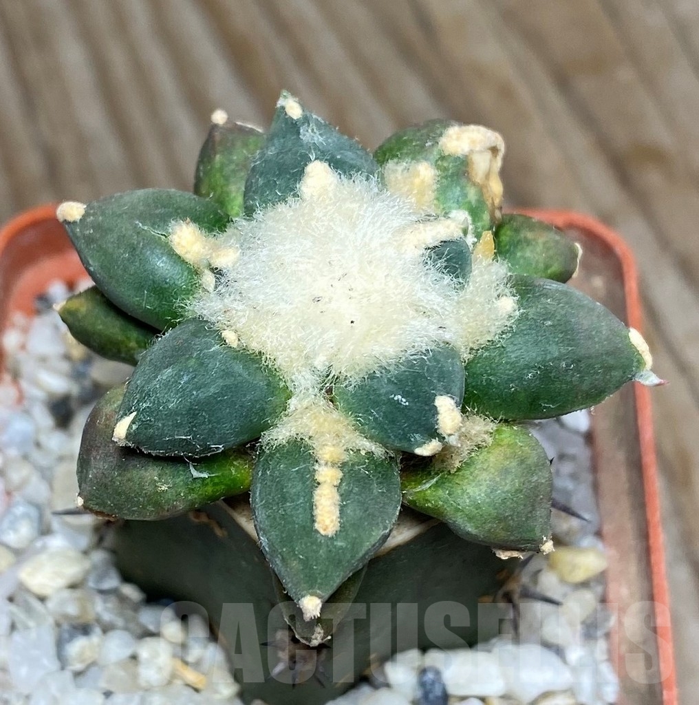 SHPR13172 Ariocarpus retusus 'Cauliflower' f. pectinatus , grafted