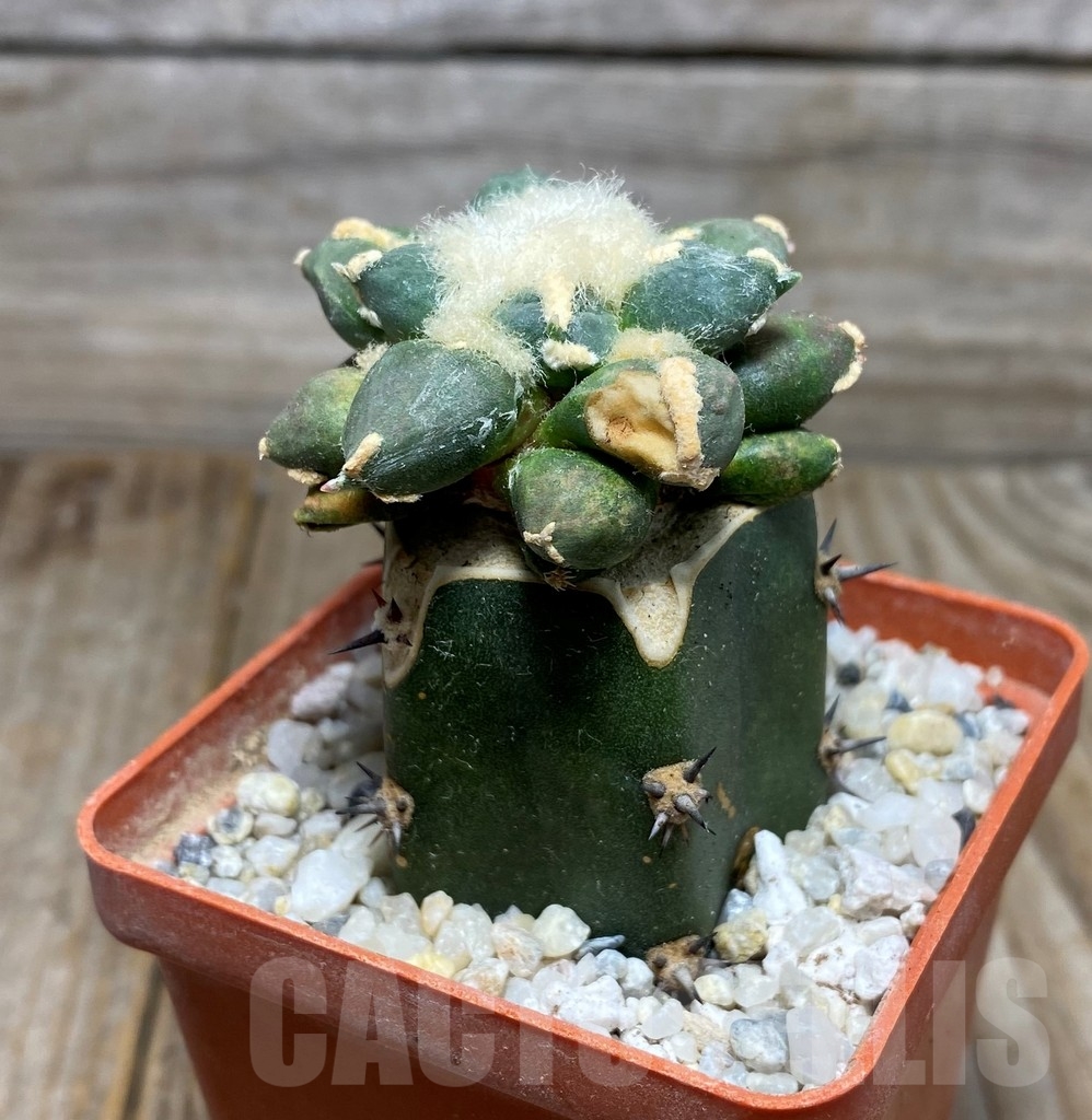 SHPR13172 Ariocarpus retusus 'Cauliflower' f. pectinatus , grafted - Image 2