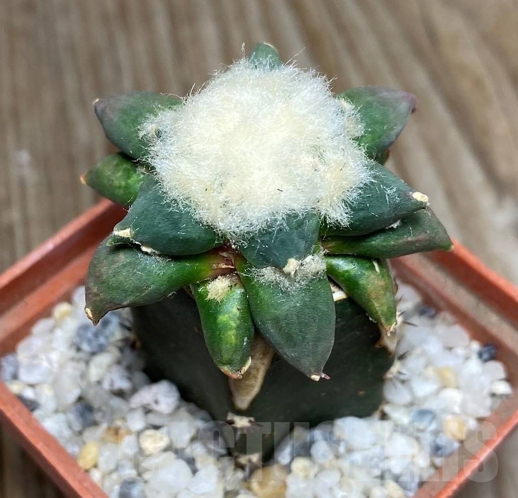 SHPR13171 Ariocarpus retusus 'Cauliflower' f. pectinatus , grafted
