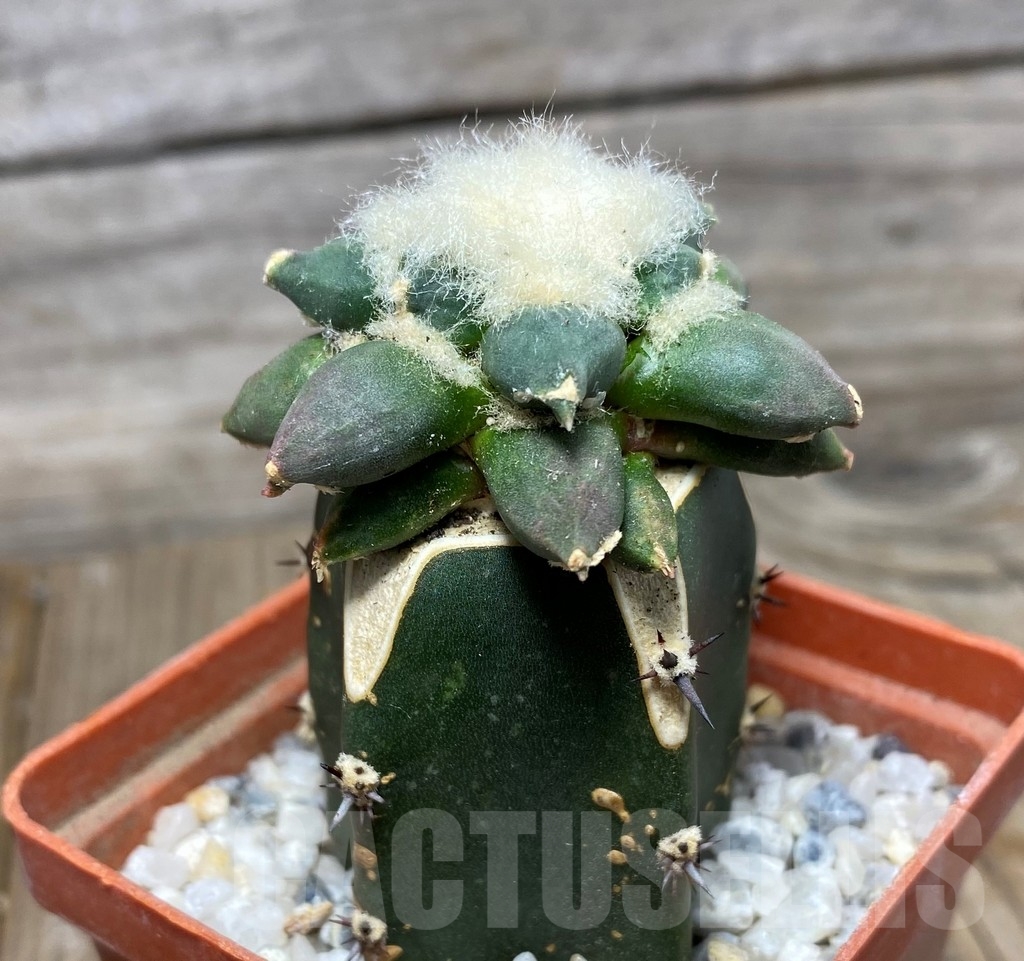 SHPR13171 Ariocarpus retusus 'Cauliflower' f. pectinatus , grafted - Obrázek 2