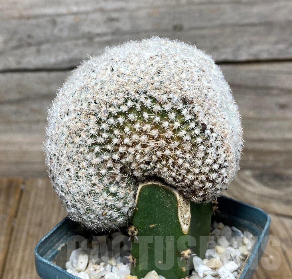 SHPR13162 Copiapoa laui f. cristata , grafted