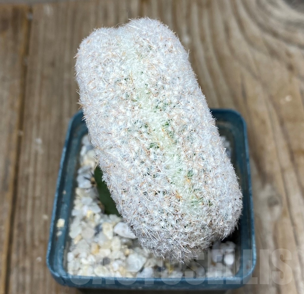 SHPR13162 Copiapoa laui f. cristata , grafted - Image 2