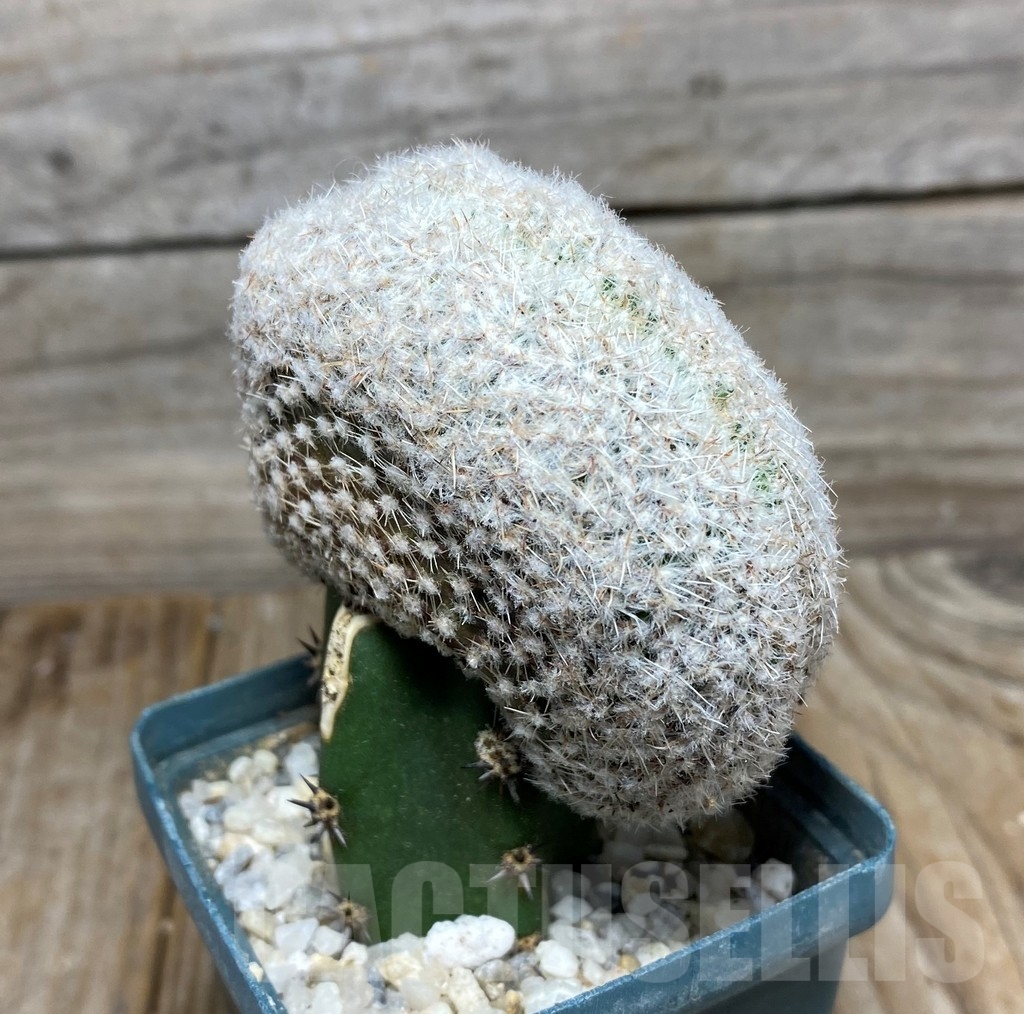 SHPR13162 Copiapoa laui f. cristata , grafted - Image 3