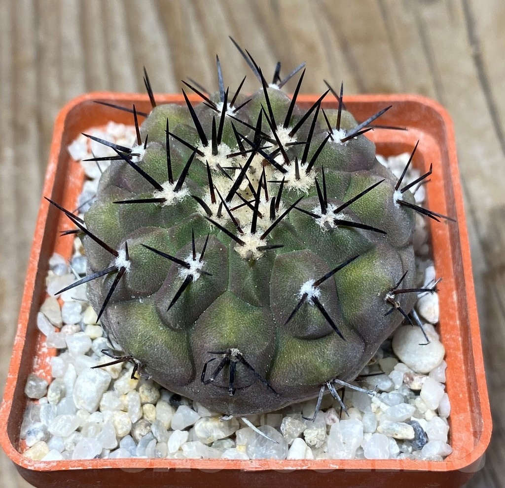 SHPR13197 Copiapoa cinerea