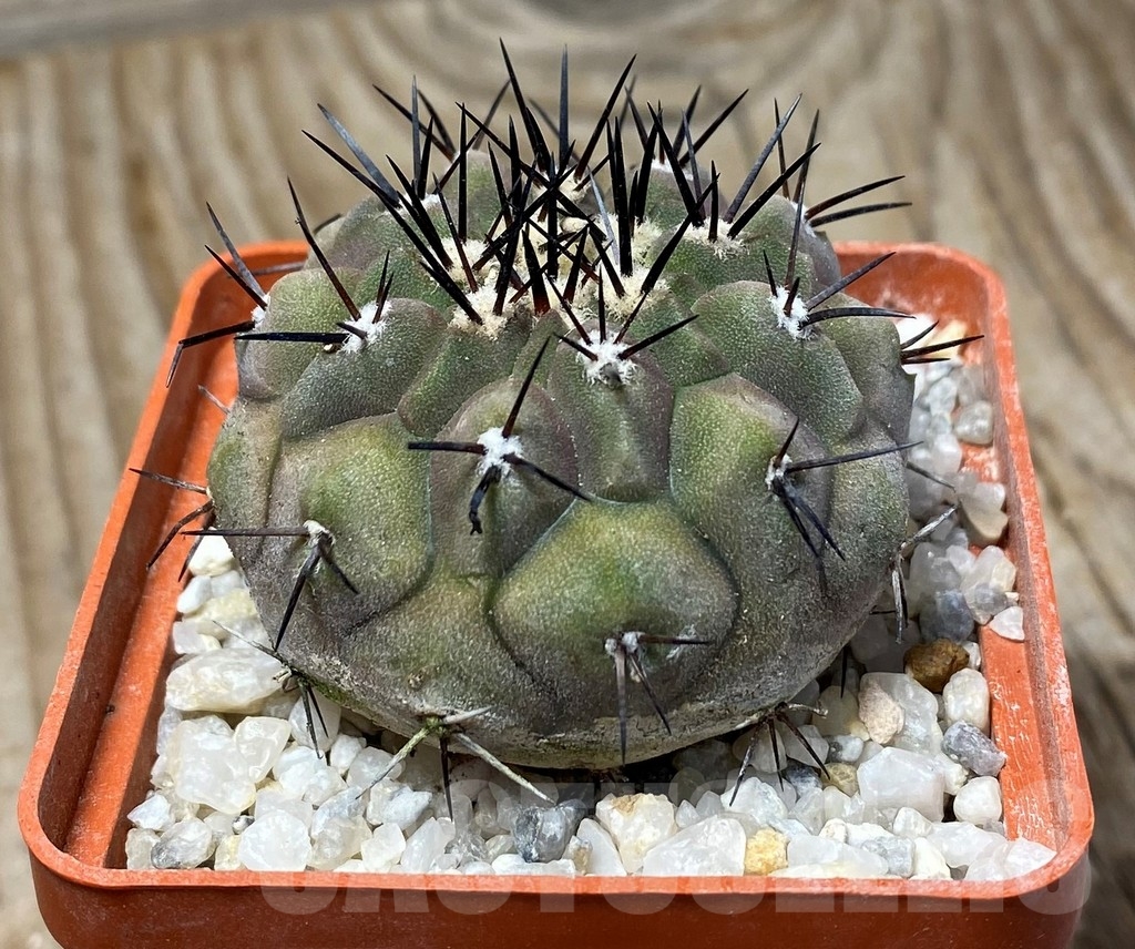 SHPR13197 Copiapoa cinerea - immagine 2