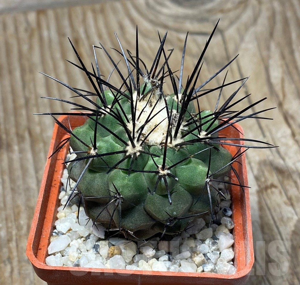 SHPR13198 Copiapoa aff. montana