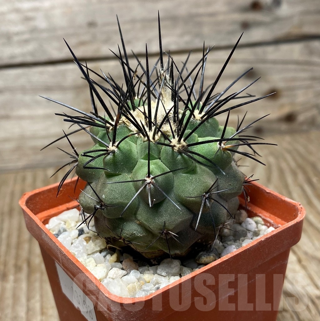 SHPR13198 Copiapoa aff. montana - Image 2