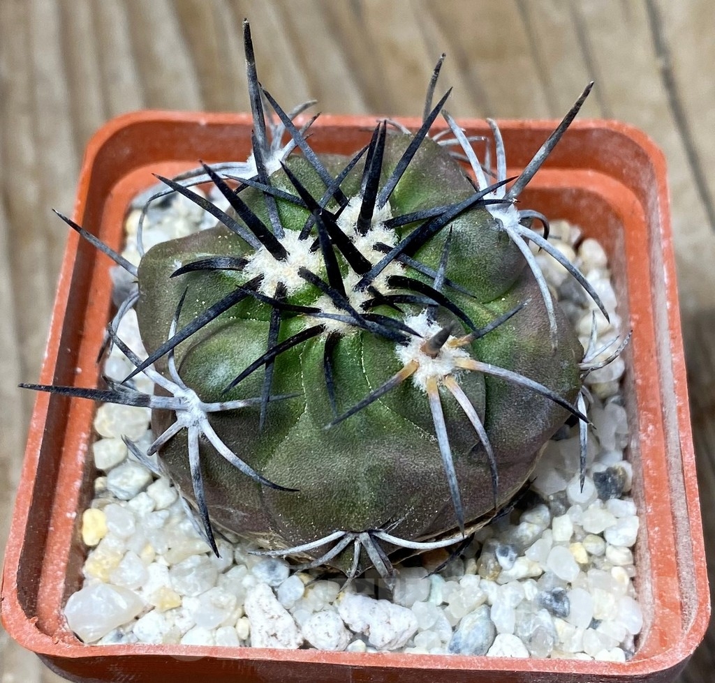 SHPR13199 Copiapoa alticostata LL425