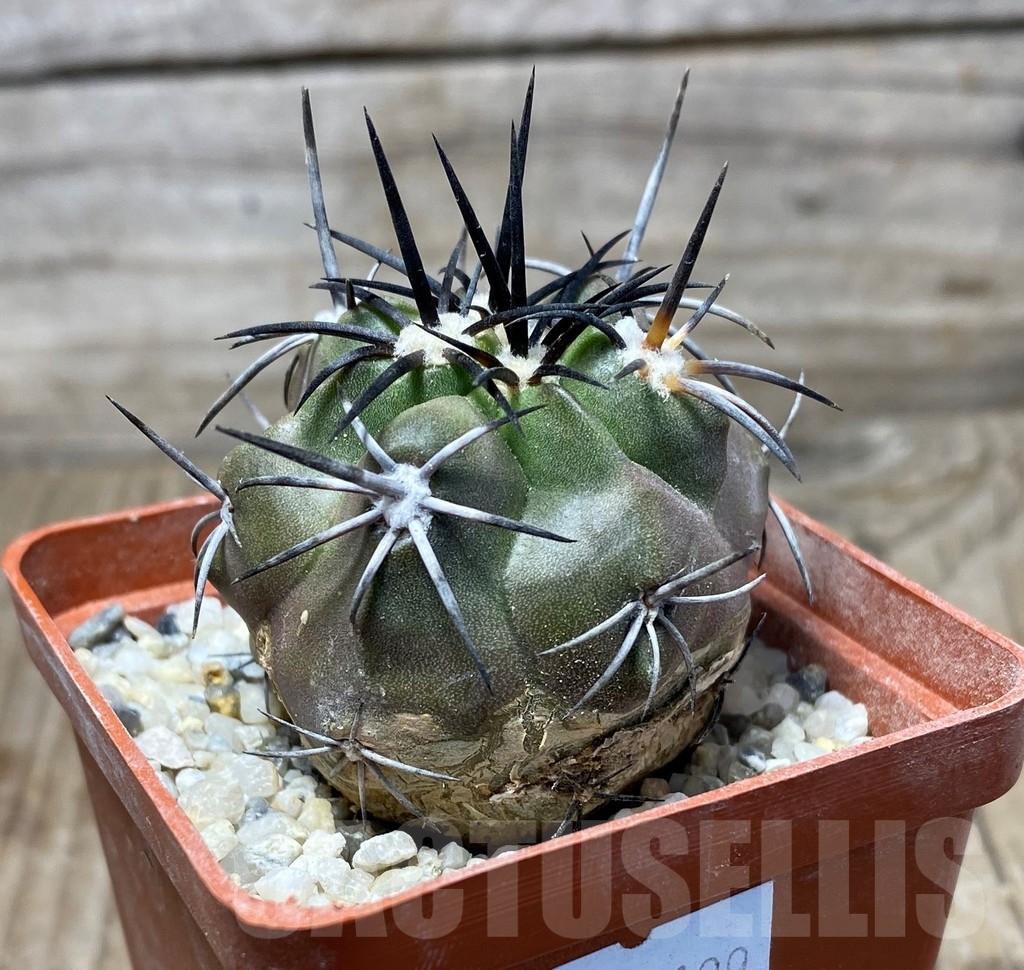 SHPR13199 Copiapoa alticostata LL425 - Image 2