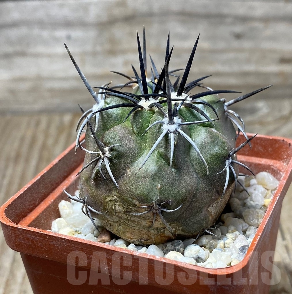 SHPR13199 Copiapoa alticostata LL425 - Image 3