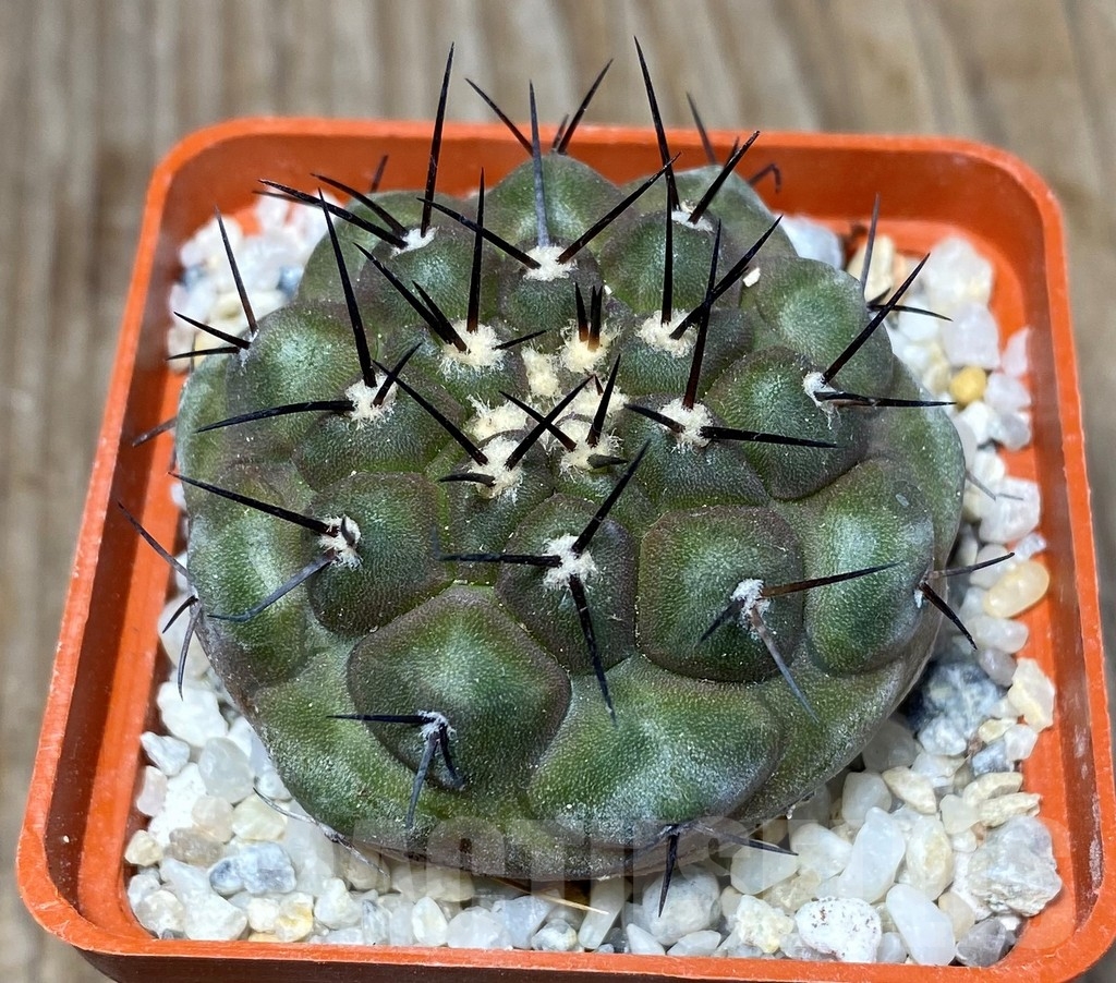 SHPR13201 Copiapoa cinerea