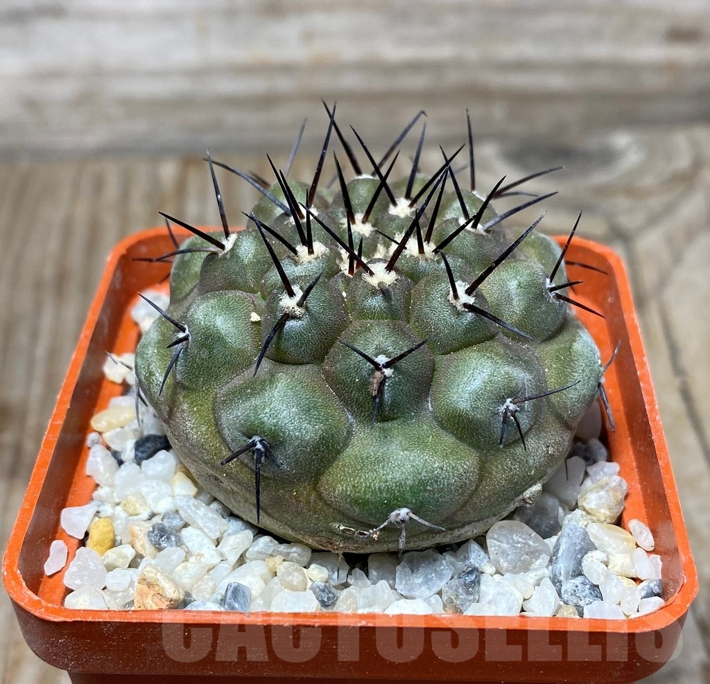 SHPR13201 Copiapoa cinerea - immagine 2