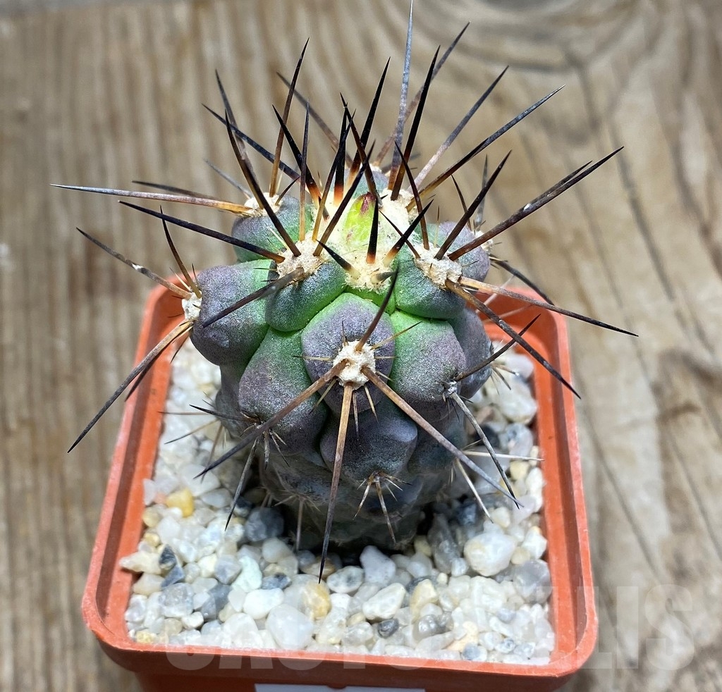 SHPR13202 Copiapoa fiedleriana -Huasco- LL300