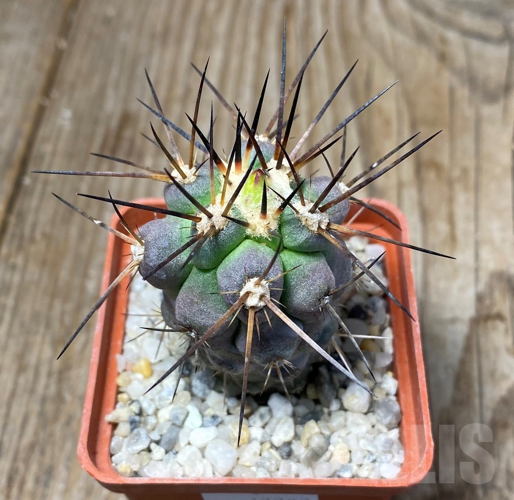 SHPR13202 Copiapoa fiedleriana -Huasco- LL300 - immagine 3