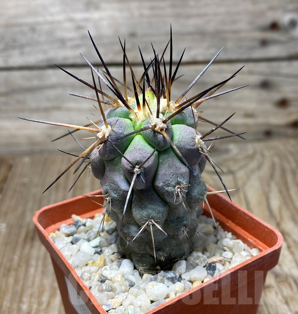 SHPR13202 Copiapoa fiedleriana -Huasco- LL300 - immagine 2