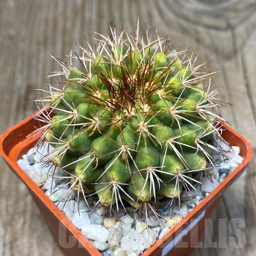 SHPR13203 Copiapoa serpentisulcata LL440